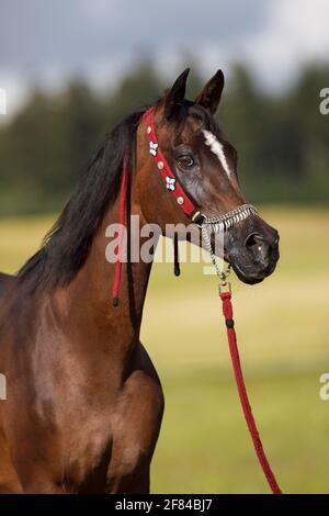 mare arabo purosangue con tradizionale halter in ritratto, Renania-Palatinato, Germania Foto Stock