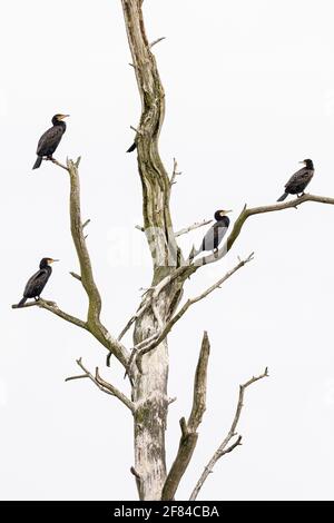 Grande cormorano (Phalacrocorax carbo), uccelli di riposo su un albero morto, Anklamer Stadtbruch riserva naturale, Anklam, Meclemburgo-Pomerania occidentale Foto Stock