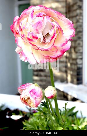 Ranunculus ‘Picotee White Pink’ Buttercup persiano Picotee White Pink – due fiori bianchi cremosi con bordi rosa spazzolati, aprile, Inghilterra, Regno Unito Foto Stock