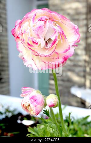 Ranunculus ‘Picotee White Pink’ Buttercup persiano Picotee White Pink – due fiori bianchi cremosi con bordi rosa spazzolati, aprile, Inghilterra, Regno Unito Foto Stock