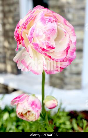 Ranunculus ‘Picotee White Pink’ Buttercup persiano Picotee White Pink – due fiori bianchi cremosi con bordi rosa spazzolati, aprile, Inghilterra, Regno Unito Foto Stock