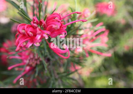 Grevillea rosmarinifolia Rosemary grevillea - fiore rosa Spider – fiori rosa avvolti con foglie ad ago, aprile, Inghilterra, Regno Unito Foto Stock