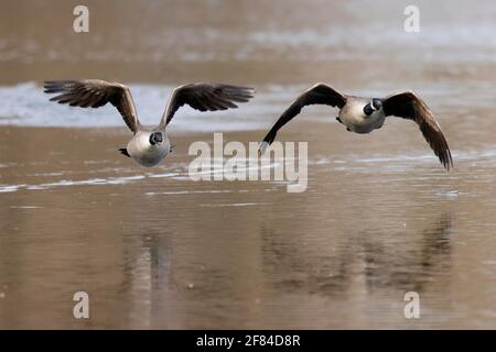 Canada goose (Ardea cinerea) volare, Germania Foto Stock