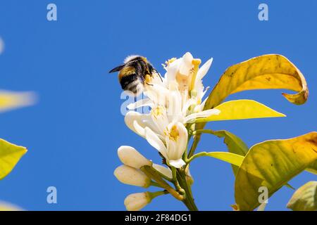 Bumblebee dalla coda di baffo, Bombus terrestris, succhiando nettare su fiori d'arancio, Citrus sinensis Foto Stock