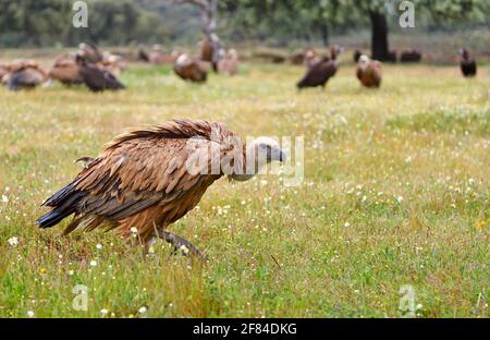 Griffon Vulture (Gyps fulvus), terreno di alimentazione, Estremadura, Spagna Foto Stock