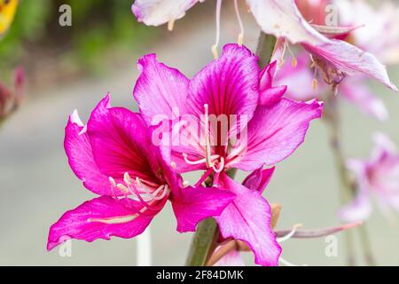 Purpurea o variegata di Bauhinia. Bauhinia è un genere di piante fiorite della sottofamiglia Cercidoideae e della tribù Bauhinieae, nei grandi florieri Foto Stock