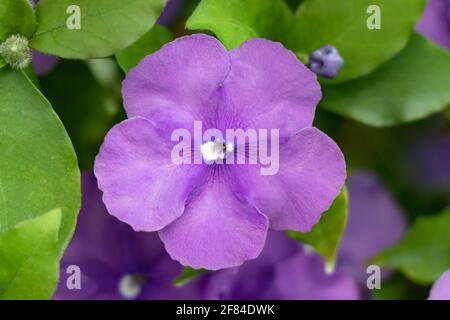 La brunfelsia pauciflora o calycina, gelsomino del Paraguay, è una specie fanerogamica originaria della foresta Paraguayana, conosciuta come il Fiore Nazionale del Para Foto Stock