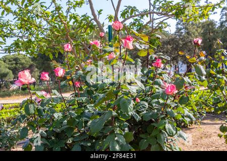 Rosa cespuglio di rose rosa. Il genere Rosa è costituito da un noto gruppo di arbusti generalmente spinosi e fioriti, i principali rappresentanti del Rosac Foto Stock