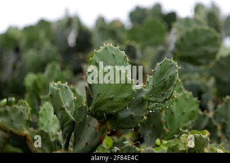 salvador, bahia / brasile - 29 novembre 2018: Piantagione di Cactus usata per la decorazione dell'ambiente e anche come alimentazione animale su terra asciutta. *** locale Foto Stock