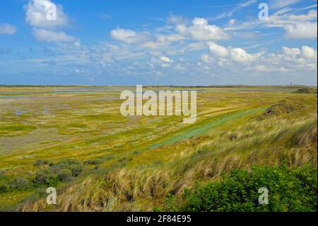 Riserva naturale De Slufter, vista dalla duna punto di osservazione, isola di Texel, Mare del Nord, Olanda del Nord, Paesi Bassi Foto Stock