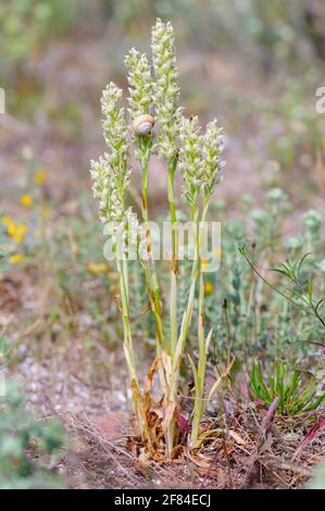 Orchidea bianca (Orchis coriophora), Albufera, Maiorca, Spagna Foto Stock