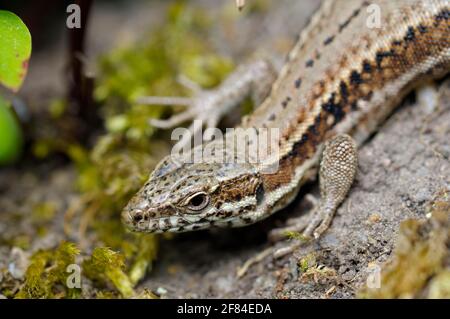 Lucertola da parete comune (Podarcis muralis), Renania settentrionale-Vestfalia (Lacerta muralis), lucertola da parete, lucertola, Germania Foto Stock