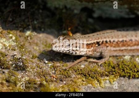 Lucertola da parete comune (Podarcis muralis), Renania settentrionale-Vestfalia (Lacerta muralis), lucertola da parete, lucertola, Germania Foto Stock