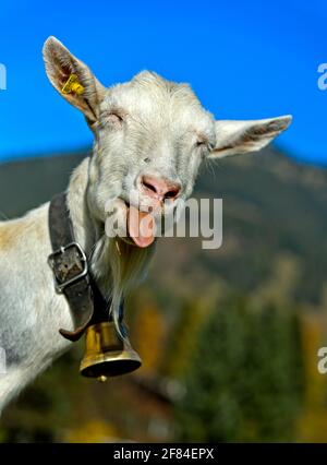 La capra Saanen senza corna con la campana stacca la sua lingua, Saanen, Obersimmental-Saanen, Canton Berna, Svizzera Foto Stock