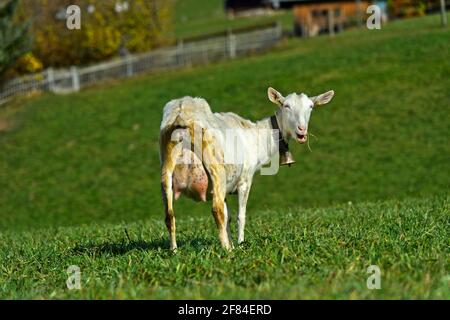 Capra Saanen senza corna con campana, Saanen, Obersimmental-Saanen, Canton Berna, Svizzera Foto Stock