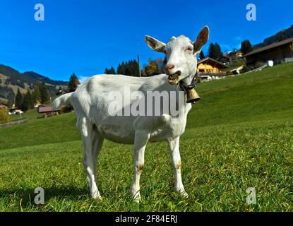 Capra Saanen senza corna con campana, Saanen, Obersimmental-Saanen, Canton Berna, Svizzera Foto Stock