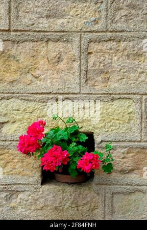 Gerani in vaso di fiori, pelargonio, sulla parete della casa, Beaujolais, Francia Foto Stock