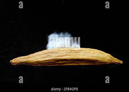 Kapok, capsula di semi aperta, albero di kapok, albero di seta-cotone (Ceiba pentandra) , crew (Bombacacaceae) Foto Stock