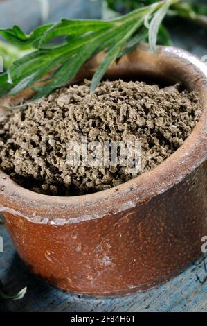 Mugwort comune (Artemisia vulgaris), essiccato Foto Stock