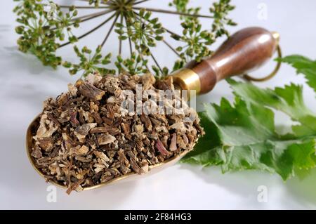 Angelica genuina, radice secca, angelica medicinale (Angelica archangelica) Foto Stock