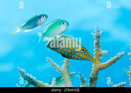 Giacca in similpelle (Oxymonacanthus longirostris), Atollo di Thea, Maldive, Orangespot Filefish, file Fish dal naso lungo, Filefish Longnose Foto Stock