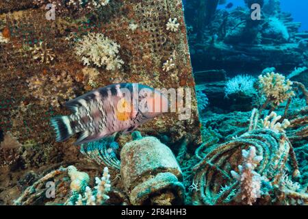 Wrasse rosso-breasted a rack der Heaven One (Cheilinus fasciatus), Abu Dabab, Mar Rosso, Egitto Foto Stock