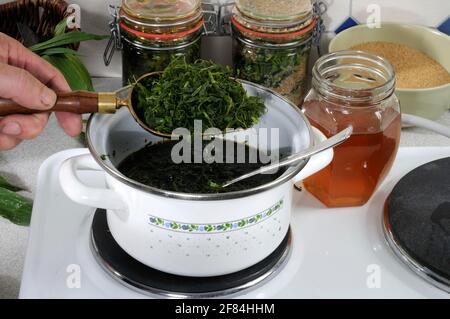 Produzione di sciroppo di costolte (Plantago lanceolata), sciroppo, pentola da cucina Foto Stock