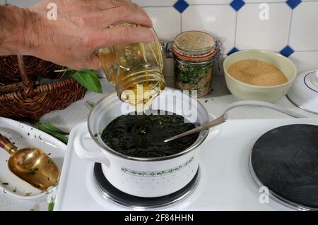 Produzione di sciroppo di costolte (Plantago lanceolata), sciroppo, pentola, pentola, miele Foto Stock