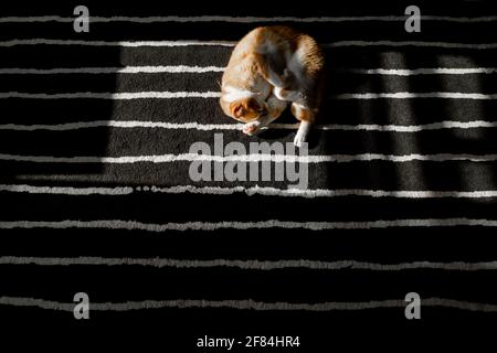 un gatto arancione crogiolarsi al sole su un nero e tappeto a strisce bianche Foto Stock