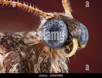 Winter Moth (Operophtera brumata) maschio Foto Stock