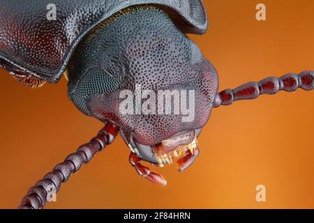 Testa di un lombrico adulto (Tenebrio molitor) Foto Stock