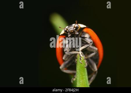 Ladybird a sette spott (Coccinella septempunctata) che sale su uno stelo della foglia, vista ventrale Foto Stock
