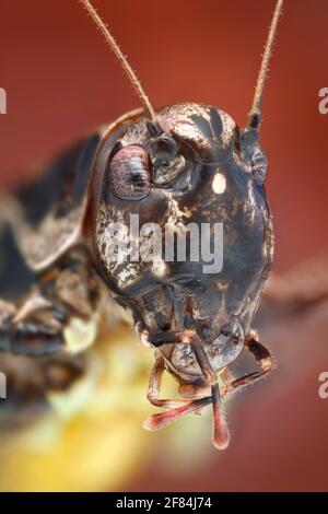 Testa di locusta (Pholidoptera griseoaptera) Foto Stock