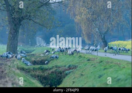 Gru comuni (Grus grus), zona notte, bassa Sassonia, Germania Foto Stock