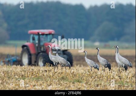 Gru comuni (Grus grus), zona notte, bassa Sassonia, Germania Foto Stock