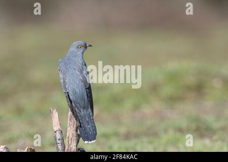 Cucù comune maschio adulto (Cuculus canorus) Foto Stock