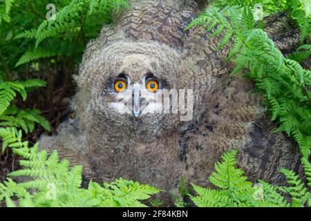 Giovane aquila-gufo eurasiatico (Bubo bubo) bassa Sassonia, Germania Foto Stock