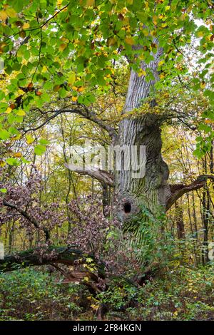 Jungle Hasbruch, Hude, bassa Sassonia, Germania Foto Stock