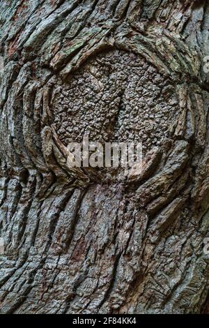 Oaksdetail (Quercus) , Jungle Hasbruch, Hude, bassa Sassonia, Germania Foto Stock