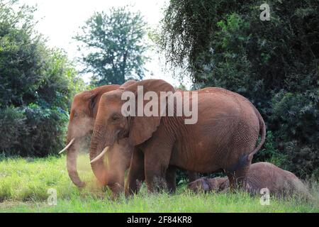 Elefante africano (Loxodonta africana), spolverato, Samburu National Reserve, Kenya Foto Stock