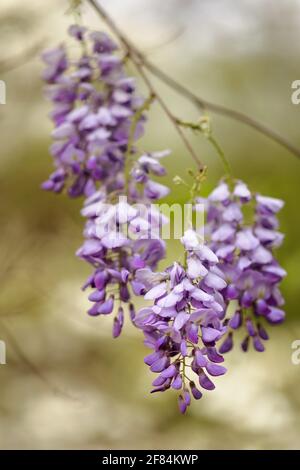 Glicine cinese (Wisteria sinensis) - Contea di Hall, Georgia. Grappoli viola di glicine appendono da un albero in una mattina di primavera. Foto Stock