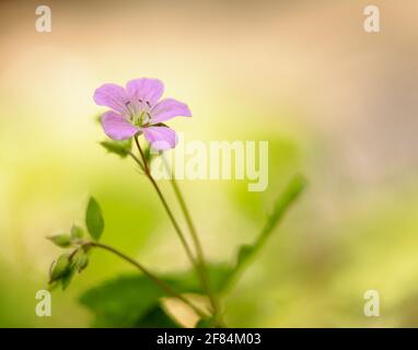 Wild Geranium (Gernamium maculatum) - Contea di Hall, Georgia. Geranio selvaggio fiorente lungo il sentiero Dodd nella Riserva Naturale di Chicopee Woods. Foto Stock