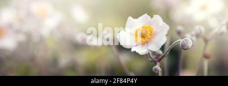 Bella rosa fiore anemoni robustissima fresco mattina primavera su sfondo natura. Macro di bella primavera fiore foresta. Natura ispiratrice c Foto Stock