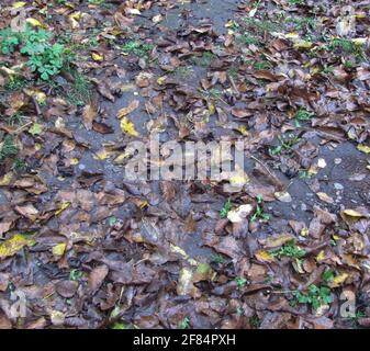 foglie bagnate cadenti giacciono a terra - sfondo autunno Foto Stock