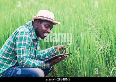 Coltivatore africano cercando tablet per ricerca foglie di riso in Agricoltura biologica di fattoria Field. O concetto di coltivazione Foto Stock