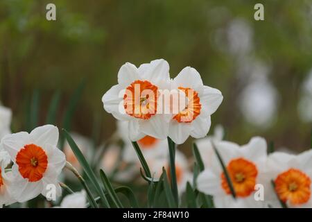 gruppo di piccoli narcisi o narcischi con narcischi puri petali bianchi e corona arancione profondo al centro con verde fogliame sullo sfondo Foto Stock