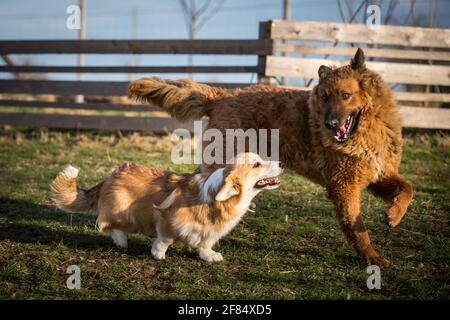 Due amici del cane che giocano in giardino, una giovane femmina gallese Corgi Pembroke e una femmina adulta Old German Sheepdog (Kuhhund) Foto Stock