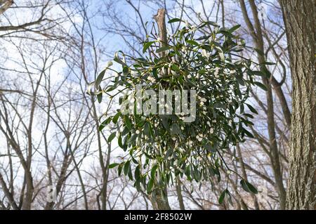 Mistletoe con bacche bianche su un albero senza foglie Foto Stock