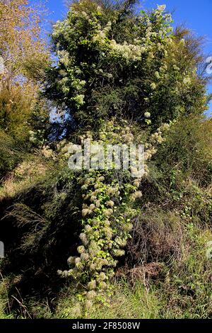 Vite invasiva (Clematis vitalba) barba dell'uomo anziano: Primo piano su piante e fiori Foto Stock