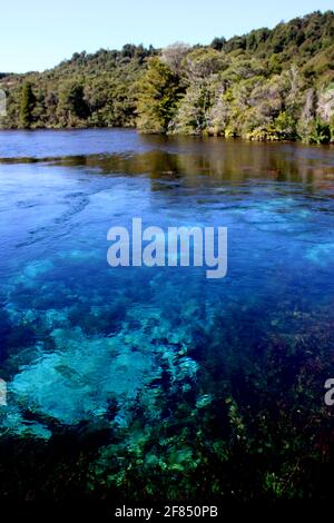 Anguille e alghe a te Waikoropupu Springs, Golden Bay, Nuova Zelanda Foto Stock